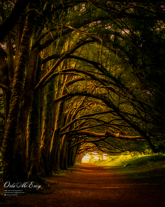 Walk With Yew